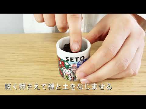 聖新陶芸×ますきち お芽でたおちょこ 愛知・瀬戸 – Masukichi -Pottery